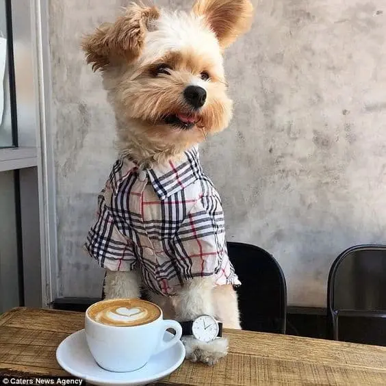 British Plaid Yorkie Shirt